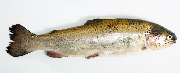 Raw trout fish