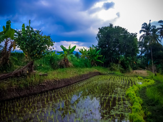 Countryside Farmlands Atmosphere In The Beginning Of Rice Planting At The Village, Ringdikit, North Bali, Indonesia