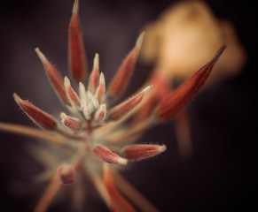 summer meadow plants at sunset sunlight