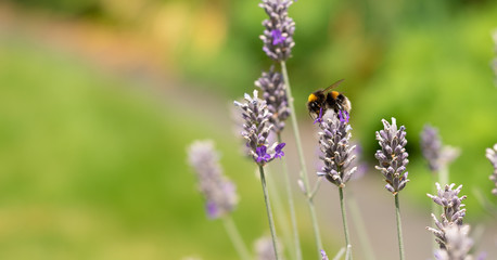 Bee on Lavender 2