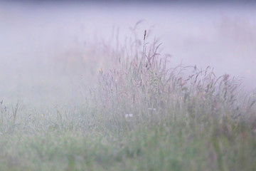 Tall grasses in misty countryside.