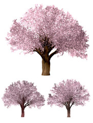 Sakura tree. Green Forrest tree background. 3D Illustration. White background isolate. Nature and Gardens design.