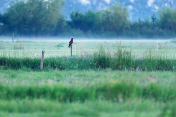 Obraz na płótnie Canvas Buzzard perched on wooden pole in misty countryside.
