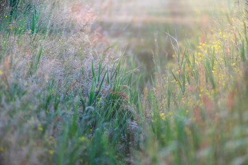 Grasses and yellow flowers in foggy sunrise.