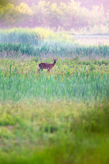 Roe deer doe between reed early in the morning.