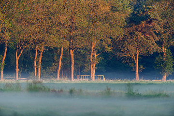 Row of trees in misty rural landscape.