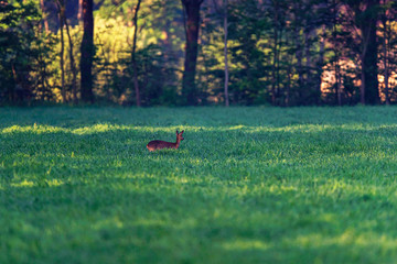 Obraz na płótnie Canvas Roe deer in meadow on sunny morning.