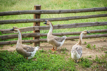 Gooses on a farm