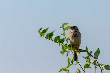 The Corn Bunting or Miliaria calandra in habitat
