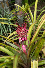 Planta con piña tropical.