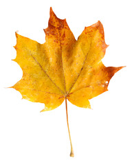 Autumn maple branch with leaves  isolated on  background