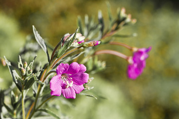 Close-up shot of beautiful purple  flowers