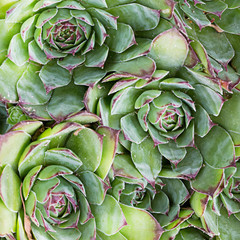 Green cacti and succulents Close up