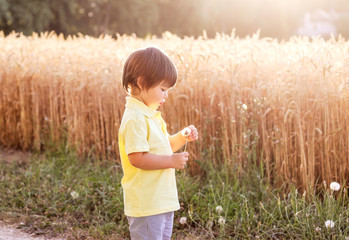 Cute little boy playing with white puffy dandelions on side of road near golden yellow wheat field....