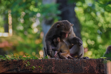 A Mother Monkey showing her love to the child