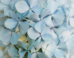 Floral blue background