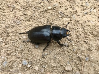Escarabajo 