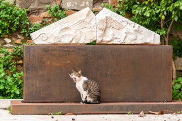 Katzen gibt es in Rom reichlich, hier ein Exemplar aus dem Forum Romanum