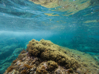 Underwater view of seaweed on a large rock in the mediterranean sea, in Cap Roig ( Costa Brava, Spain) 