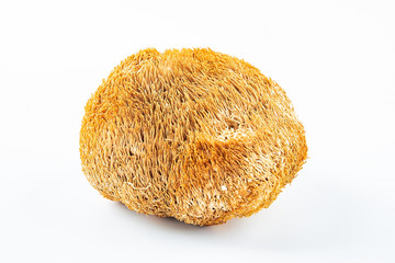 Golden dried dried Hericium erinaceus on white background © Lili.Q