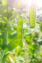 Pea pods hang on a branch. The sun shines brightly. The concept of growing legumes, ripening peas in the garden, organic products, environmental friendliness, vegetarianism. Close-up, space for text.