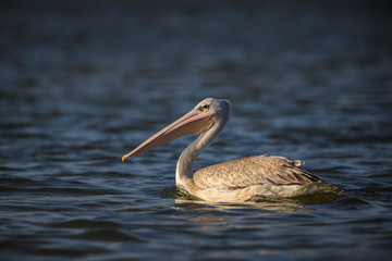 Pink-backed Pelican - Pelecanus rufescens, large water bird from African fresh waters and sea coasts, La Somone, Senegal.