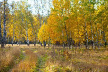 Fototapeta premium Autumn birch forest. Beautiful landscape.
