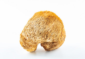 Golden dried dried Hericium erinaceus on white background