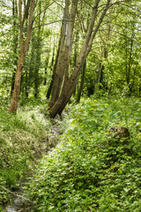 Obraz premium path in the forest