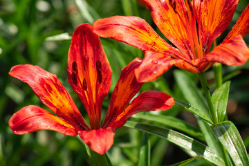 Fototapeta premium red daylilies in the garden after the rain