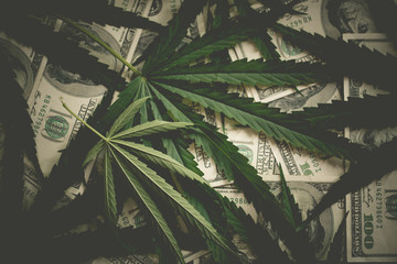Money and Marijuana Plant Close Up. - obrazy, fototapety, plakaty