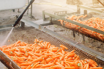 The process of cleaning freshly harvested carrots from the soil using pressure washer. Eco friendly products. Agriculture. Farming. Agro-industry. Ukraine, Kherson region. Harvest. Selective focus