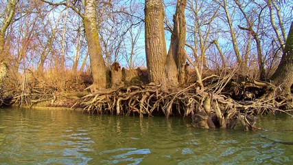 Exposed (bare) roots of poplar tree above water near the river