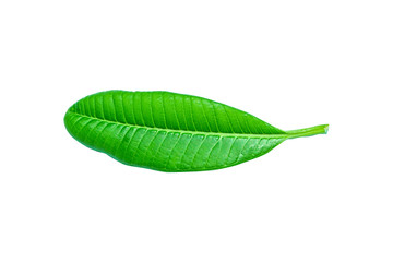 Isolated leaves on the white background.fresh leaves.