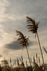 Silhouette cropped in the sky.