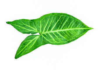 Obraz premium Isolated leaves on the white background.fresh leaves.