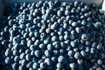 Fresh organic blueberries. u pick. BC, Canada