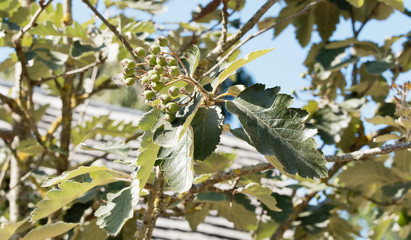 Alisier de Suède ou sorbier intermédiaire (Sorbus intermedia). Feuilles vert foncé et fruits non maturées
