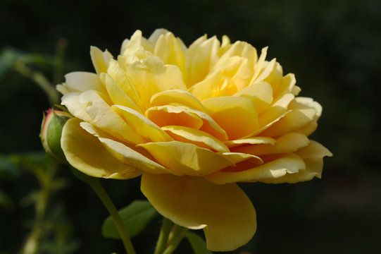 Gelbe Rose © Martina