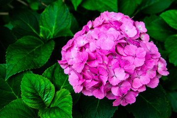 Beautiful Flower, Hydrangea Flowers, Hydrangea Macrophylla Blooming in The Garden japan.