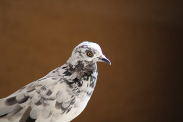 White pigeon bird.perfect close click picture
