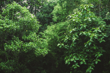 landscape of dark green rain forest - India