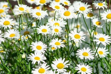 chamomile flowers in the meadow on a sunny day