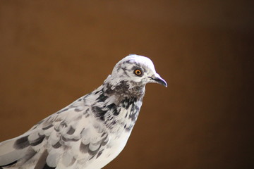 White pigeon bird perfect close click picture