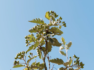 Alisier de Suède ou sorbier intermédiaire (Sorbus intermedia). Feuilles vert foncé et fruits non maturées