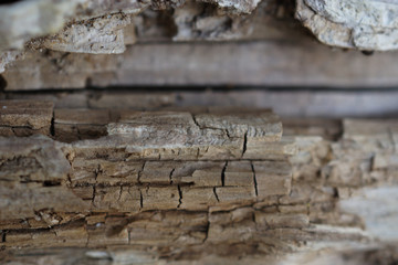 Vermodertes und trockenes Holz 