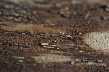 Holz mit etwas Rinde