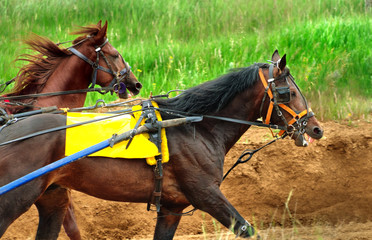Running horses. Two bay horses in ammunition run along the sandy path.