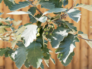 Sorbus intermedia. Alisier de Suède, Sorbier intermédiaire ou Sorbier de Scandinavie aux feuilles...