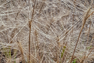 Dry feather grass in the sunlight in the afternoon winds.